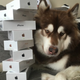 Illustration for article titled Chinese Billionaires Son Bought Eight iPhone 7s For His Dog